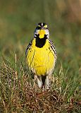 Eastern Meadowlark